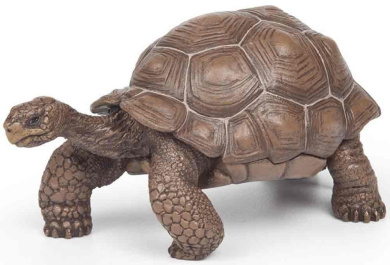 tortoise shop online